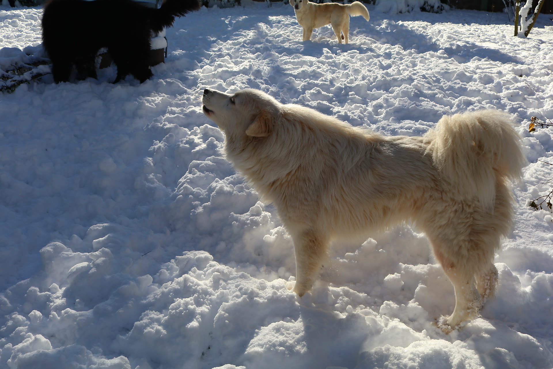 Barking Cloud